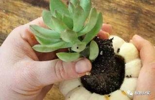 多肉小野猫维密吃瓜网,揭秘吃瓜网背后的秘密世界  第2张