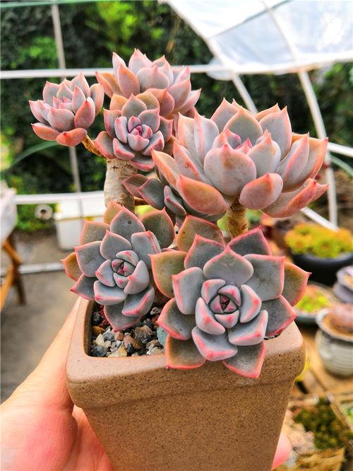 多肉小野猫维密吃瓜网,揭秘吃瓜网背后的秘密世界  第3张