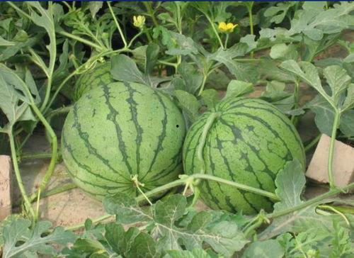 盐城网红吃瓜事件,一场网络舆论的风暴与反思  第1张