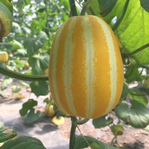 上海网红吃瓜,揭秘都市生活背后的八卦风云  第1张