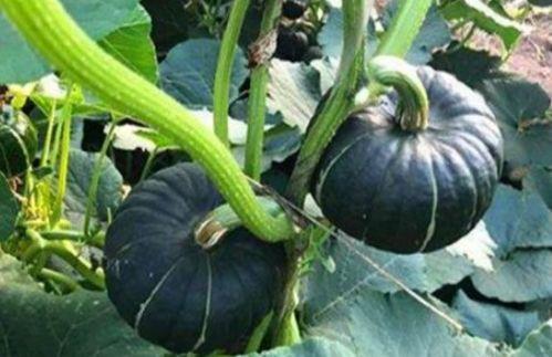 网红小视频吃瓜群  第1张