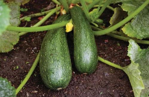 吃瓜网免  第3张