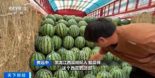 吃瓜成网红,揭秘吃瓜成名的秘密之路