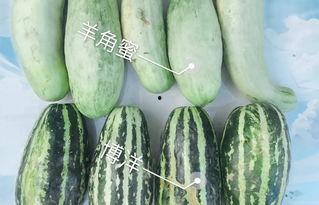 吃瓜成网红,揭秘吃瓜成名的秘密之路  第2张